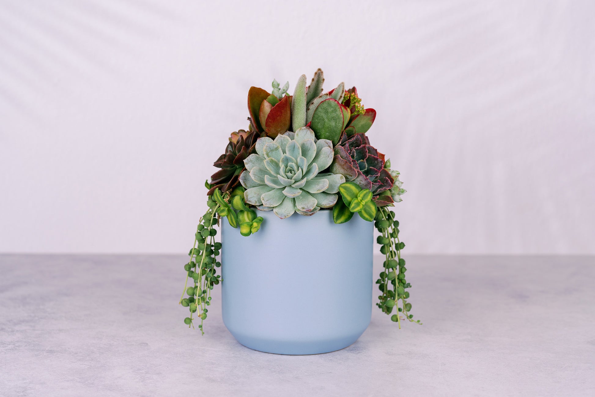 Succulent Arrangement In Baby Blue Ceramic Planter succulent-arrangement-in-baby-blue-ceramic-planter
