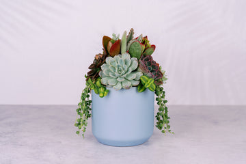 Succulent Arrangement in Baby Blue Ceramic Planter