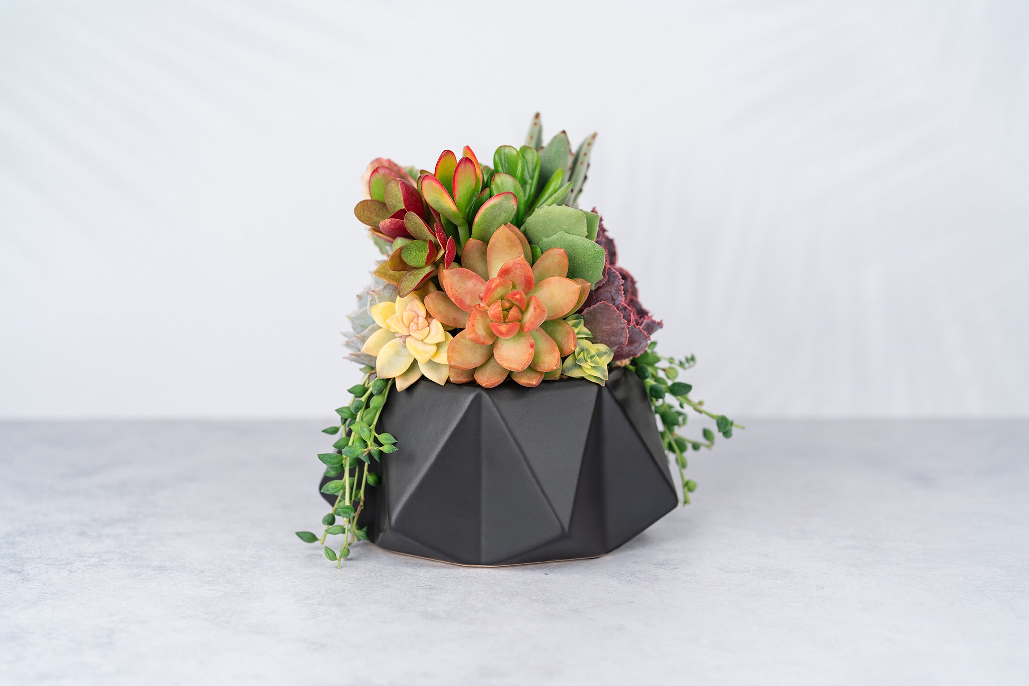 Geometric Black Bowl Succulent Arrangement Planter: Living Succulent Gift or Centerpiece for Weddings and Events