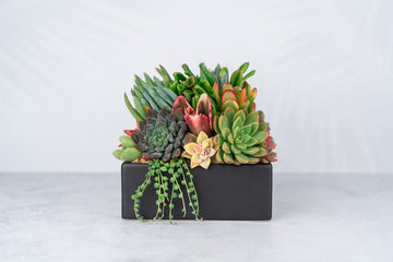 square succulent pots Black Square Succulent Arrangement Planter