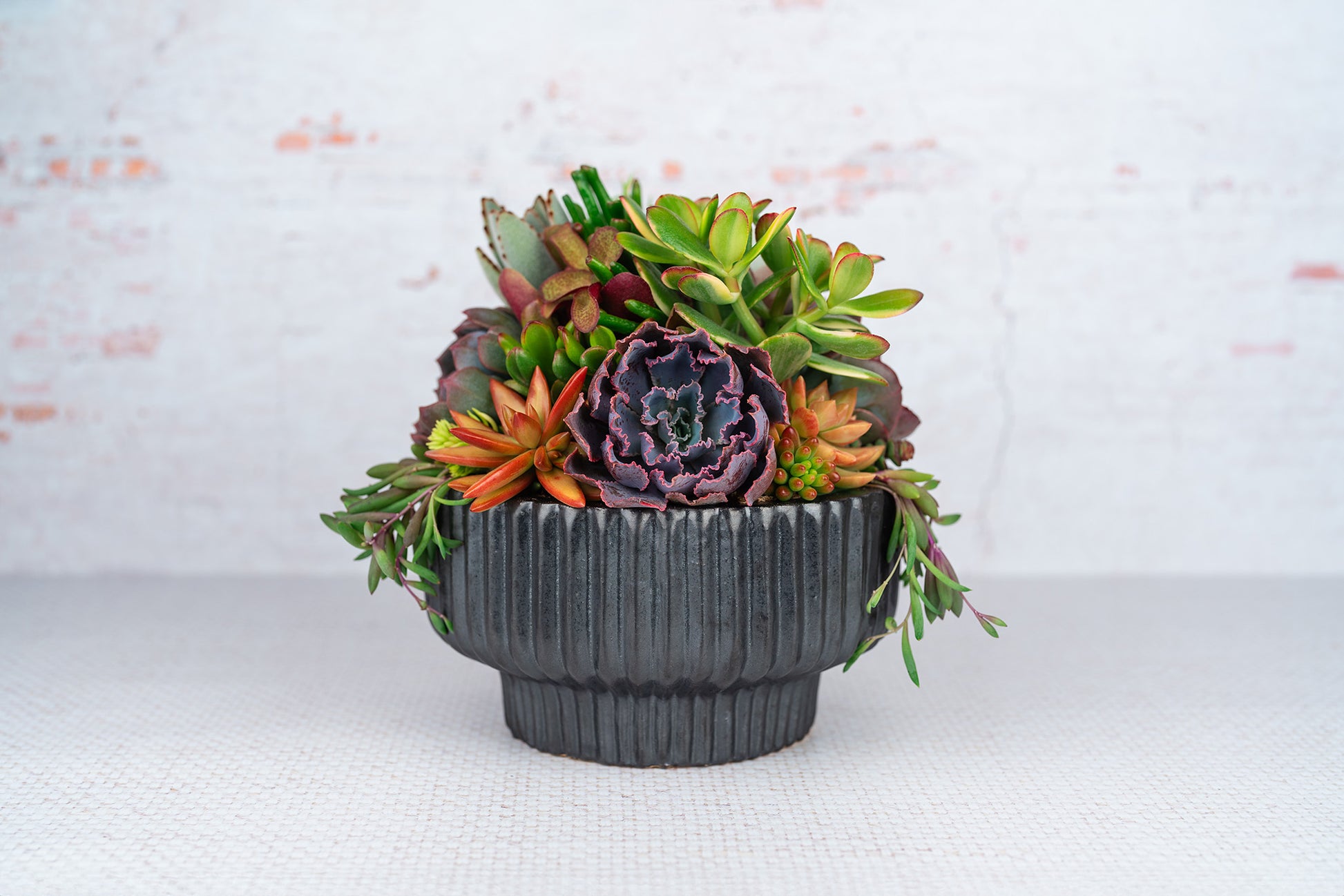 black pot succulents Black Textured Compote Succulent Arrangement Planter