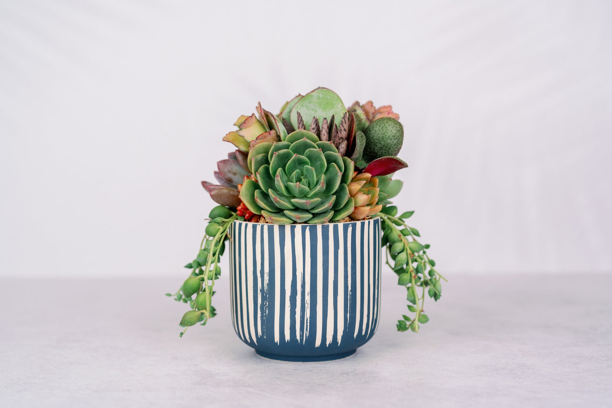 succulent with stripes Blue Stripe Succulent Arrangement Planter: Modern Living Succulent Gift, Centerpiece for Weddings & Events, Housewarming Gift