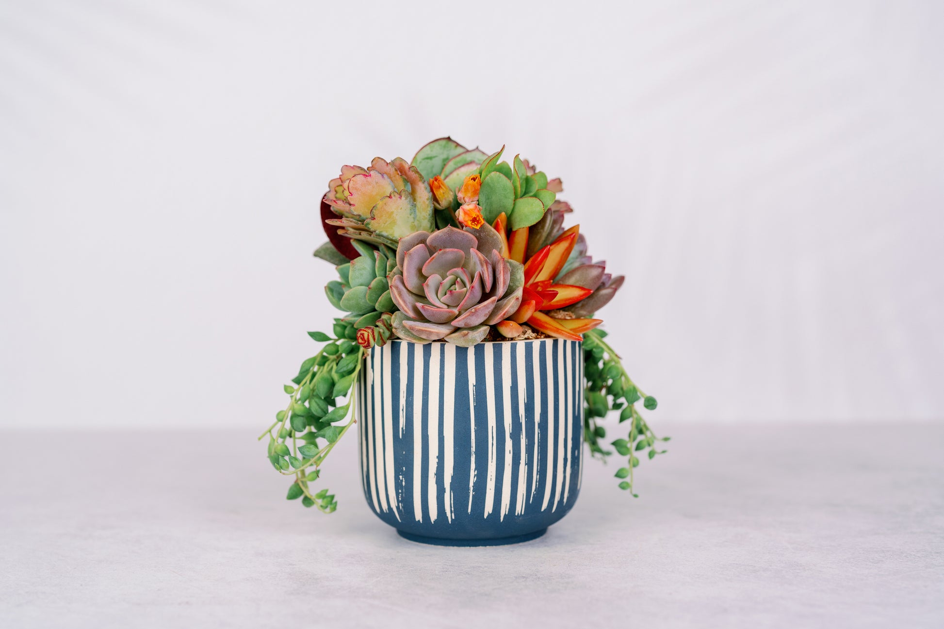 modern succulent centerpieces Blue Stripe Succulent Arrangement Planter: Modern Living Succulent Gift, Centerpiece for Weddings & Events, Housewarming Gift