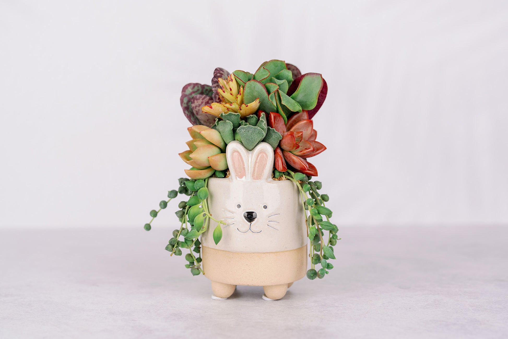 easter succulent arrangements Small Bunny Succulent Arrangement Planter
