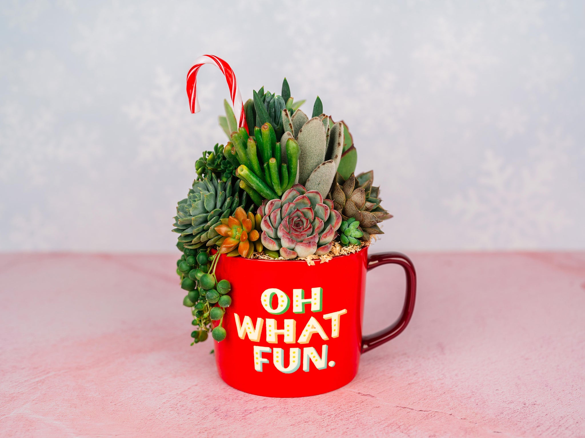 Red Candy Cane Christmas Mug Succulent Holiday Arrangement- Oh What Fun