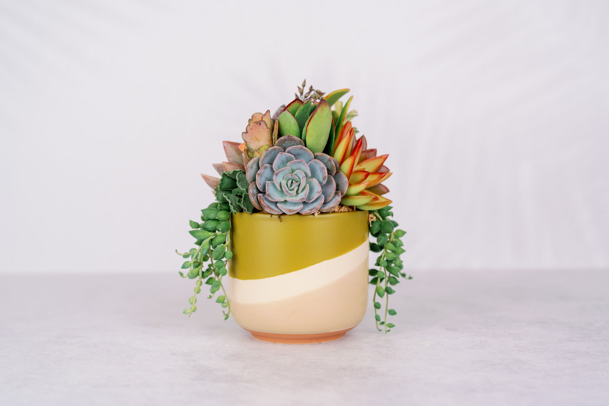 cubicle succulents Citron Swirl Succulent Arrangement Planter: Modern Living Succulent Gift, Centerpiece for Weddings & Events, Housewarming Gift
