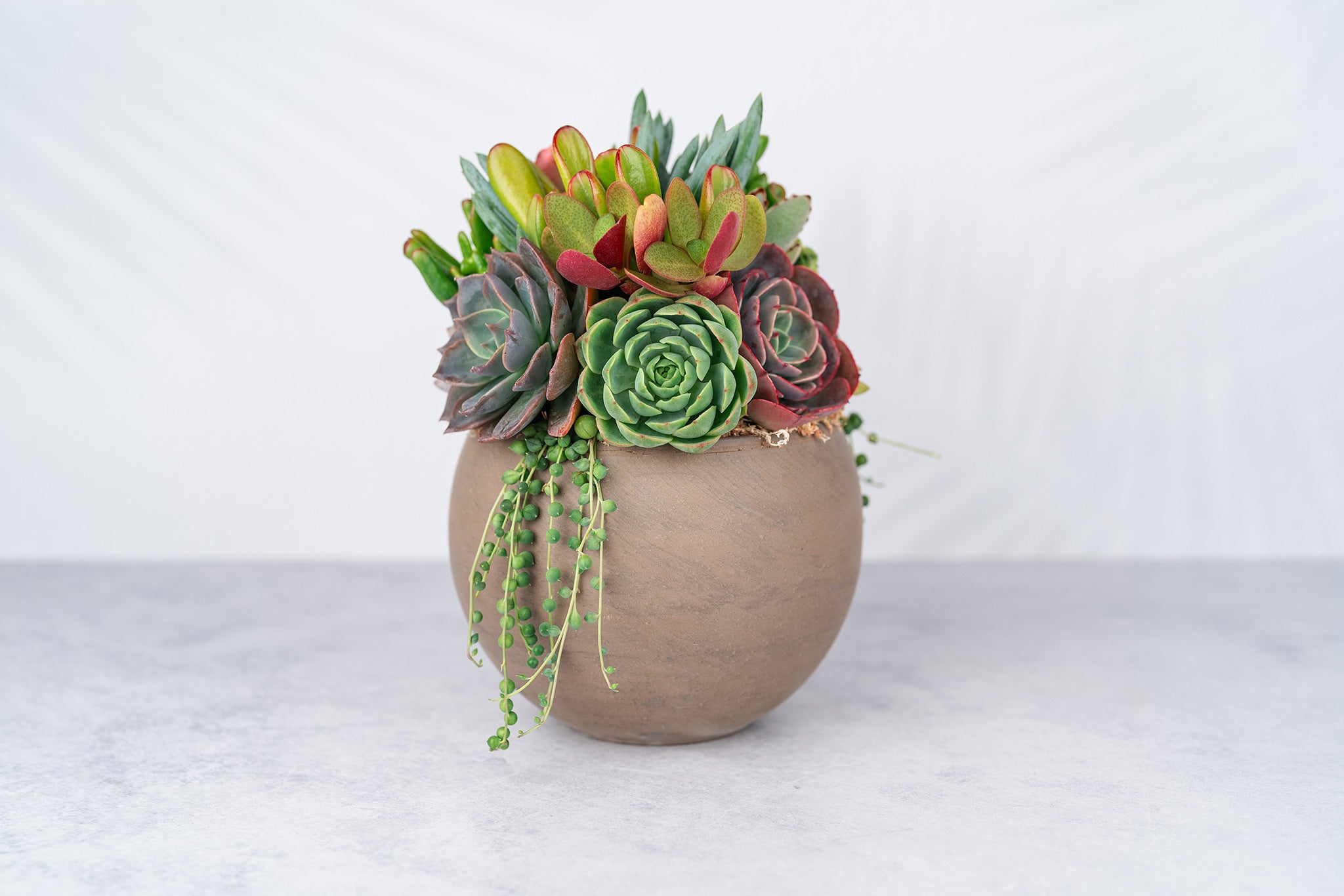 Anza Succulent Living Arrangement