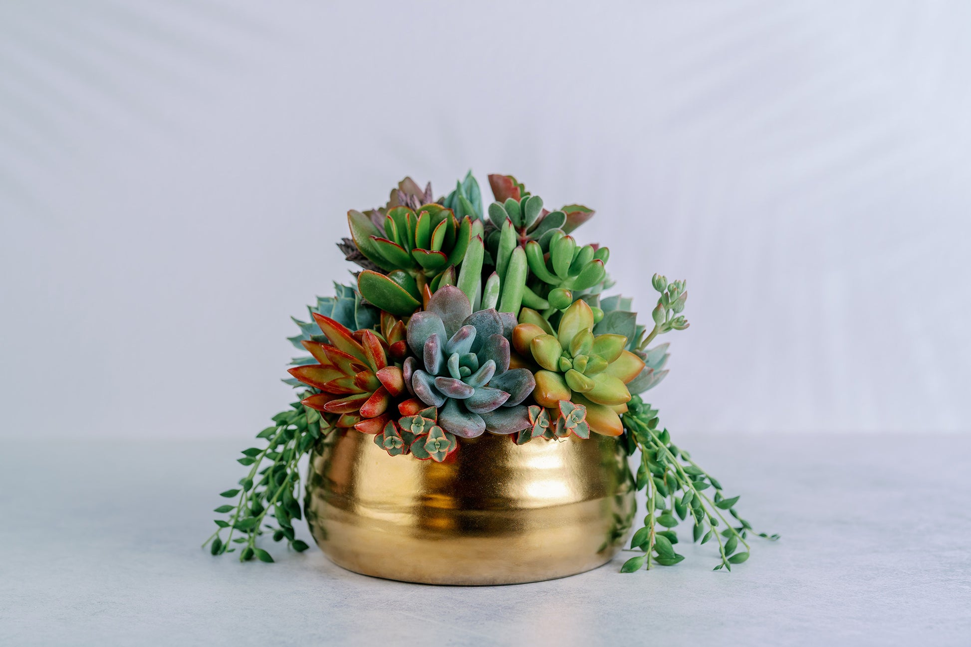 gold succulent planter Brushed Gold Bowl Succulent Arrangement Planter: Available in 6" and 8" Diameters
