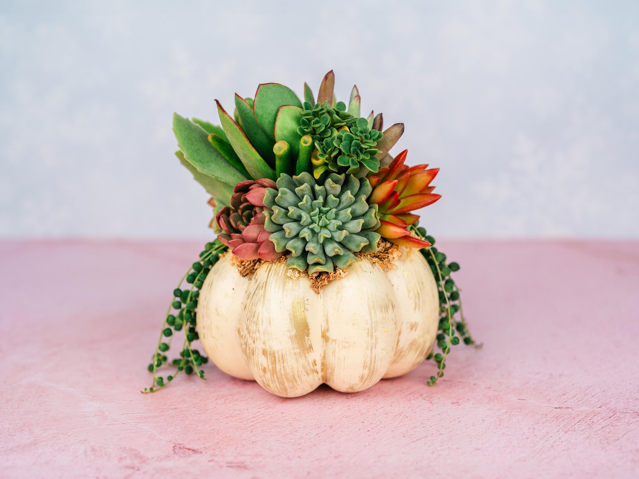 Cream and Gold Succulent Pumpkin