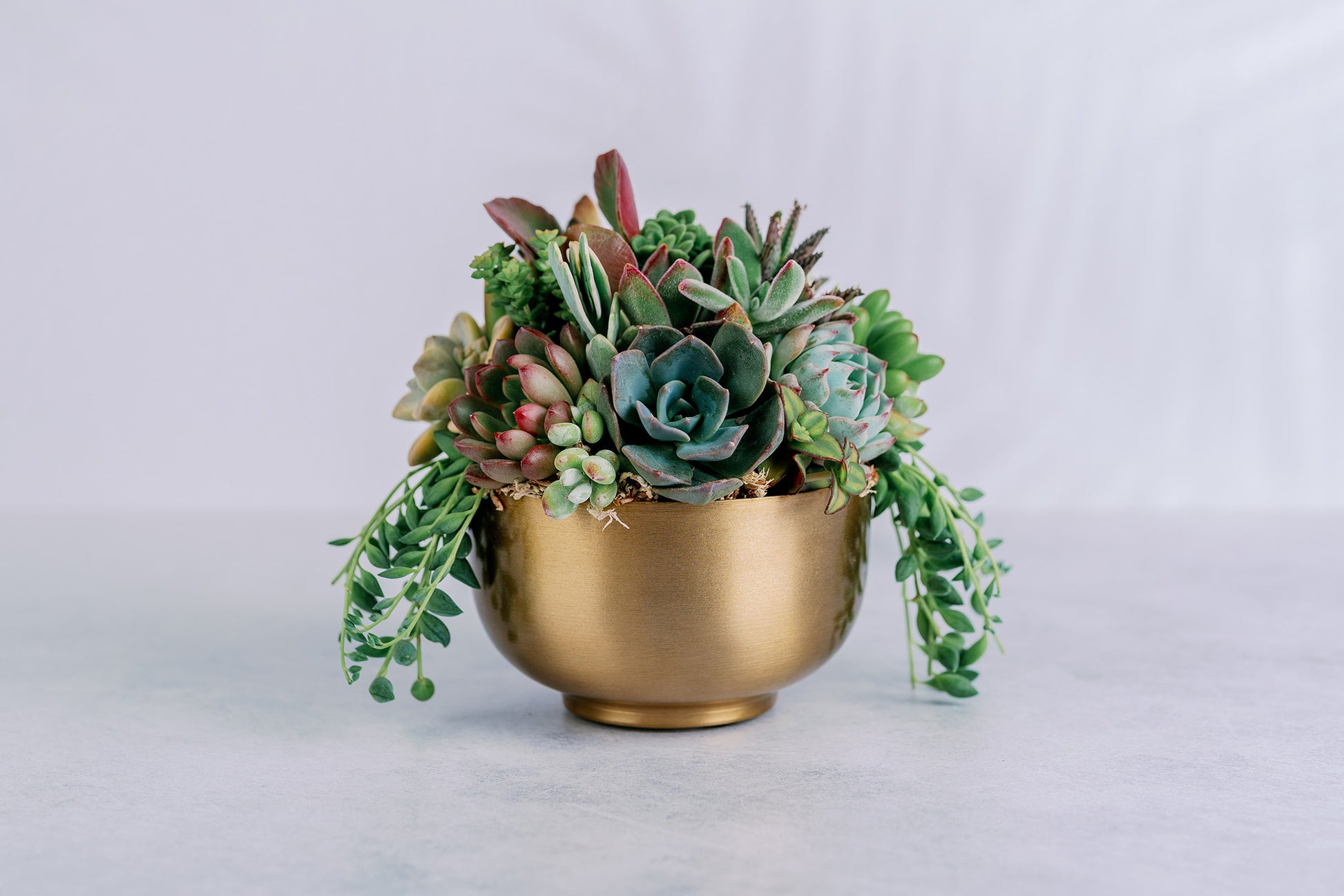 gold potted succulent Small Gold Metal Bowl Succulent Arrangement