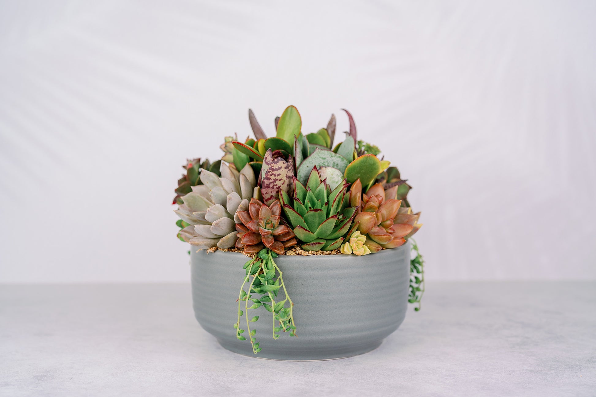 gray succulent planter Gray Ceramic Bowl Succulent Arrangement Planter