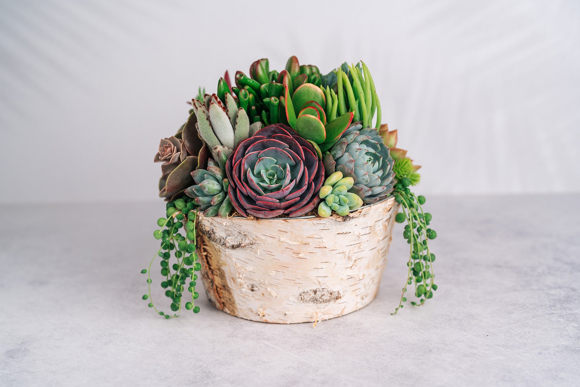 live succulent arrangement Round Birch Succulent Arrangement Planter
