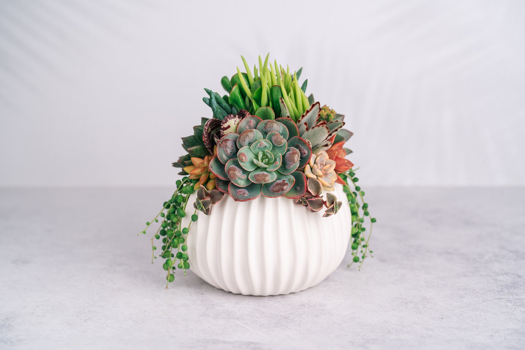 white ribbed plant pot White Ribbed Globe Succulent Arrangement Planter