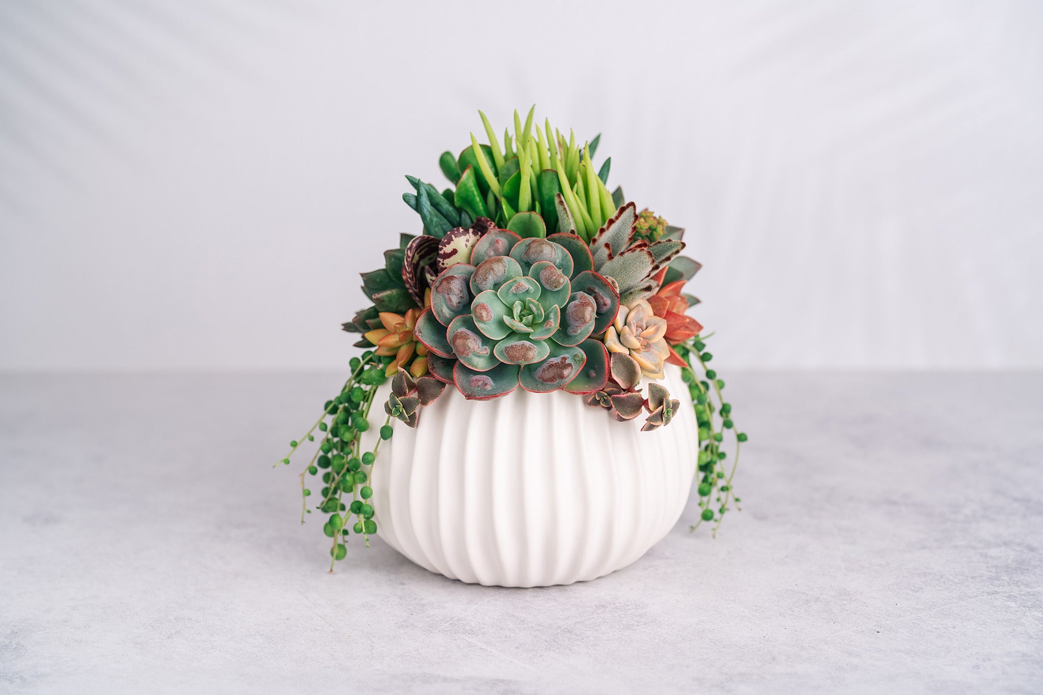 White Ribbed Globe Succulent Arrangement Planter