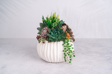 White Ribbed Globe Succulent Arrangement Planter
