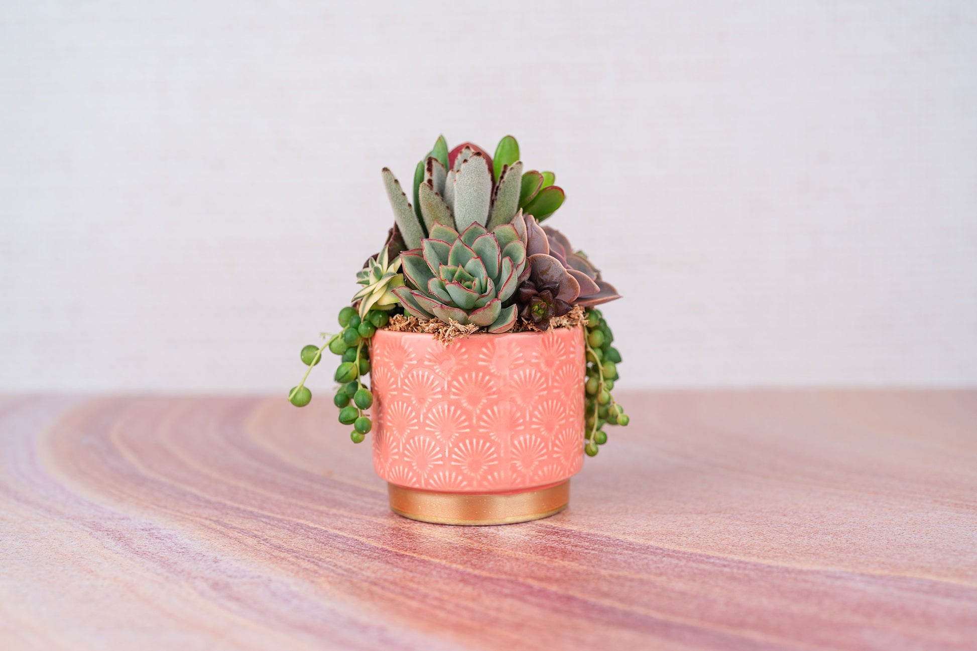 succulent peach Peach and Gold Patterned Small Living Succulent Arrangement