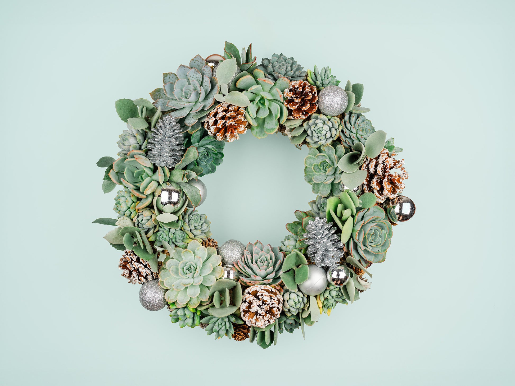 succulent christmas wreath Winter Christmas Holiday Succulent Wreath with Living Plants in Blue-Green, Silver Ornaments