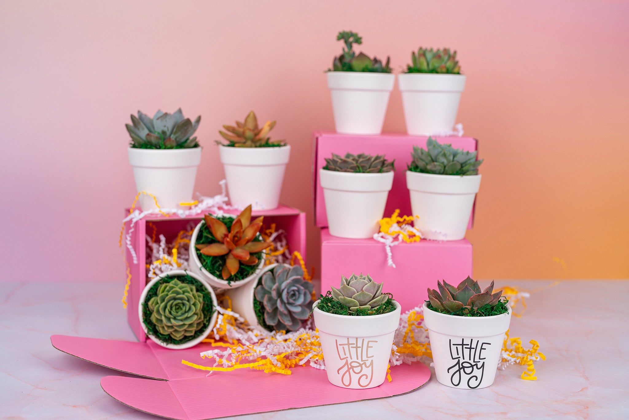 Little Joy 3" Succulent Party Favors QTY:8+