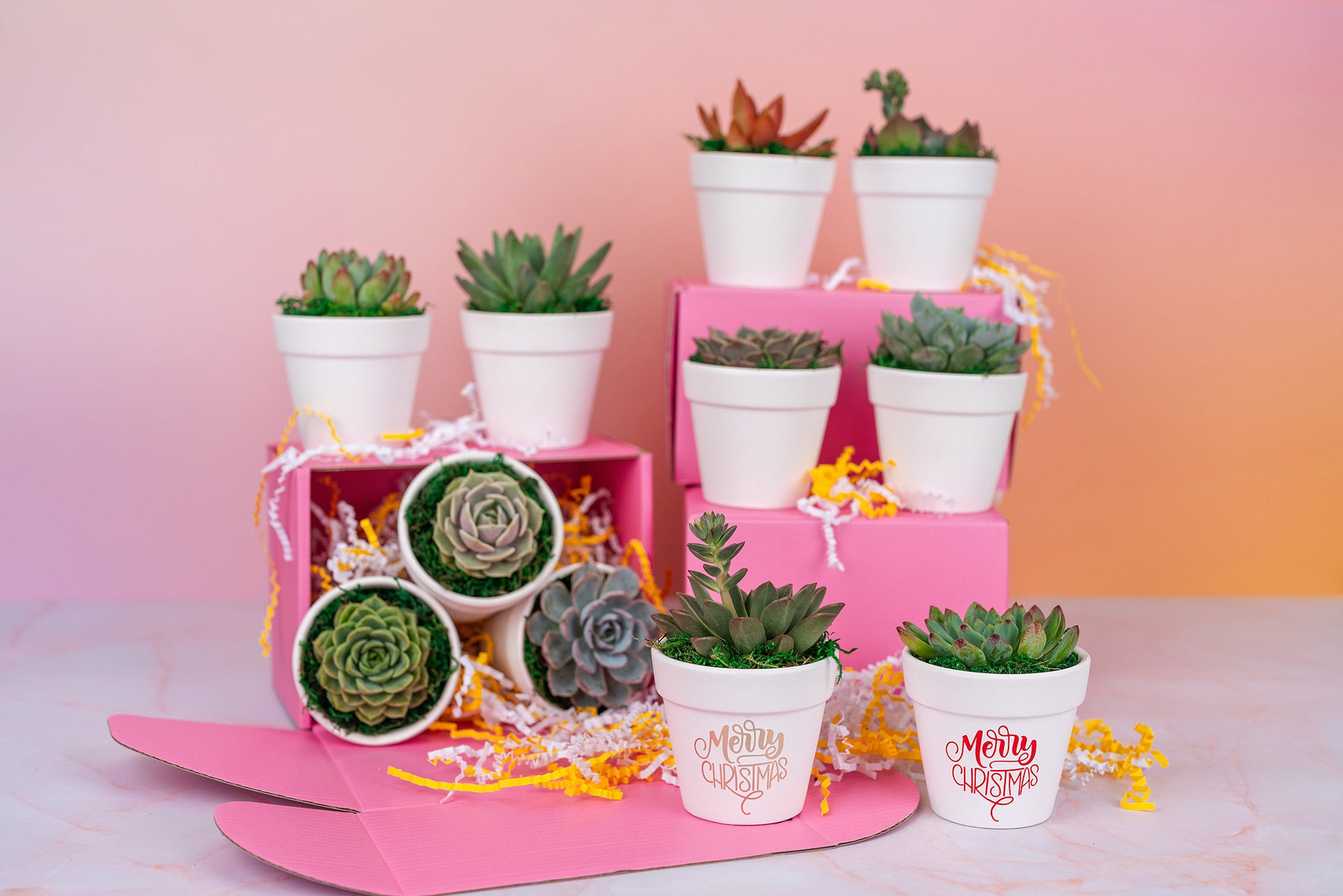 Merry Christmas Succulent Party Favors QTY:8+