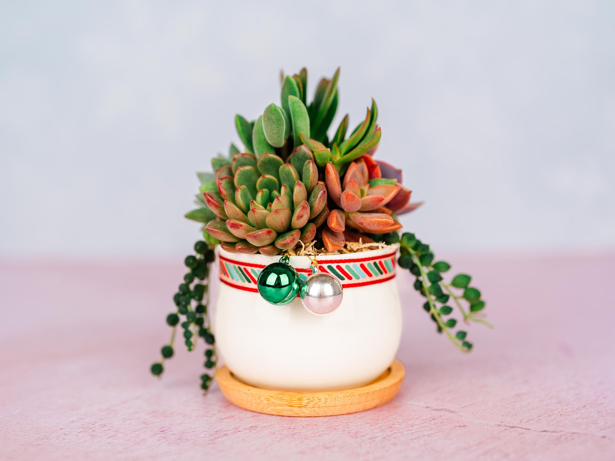 Mini Holiday Succulent Arrangement with Christmas Decor
