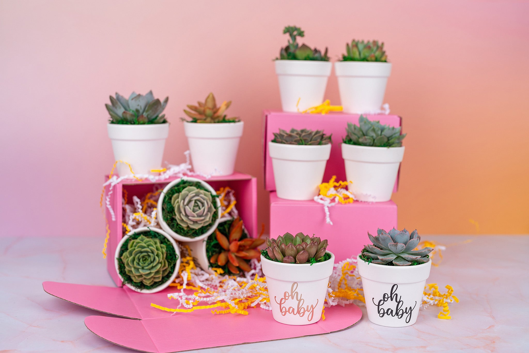 Oh Baby Succulent Party Favors QTY:8+