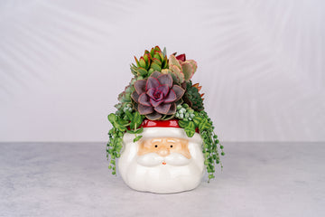 Santa Christmas Succulent Arrangement