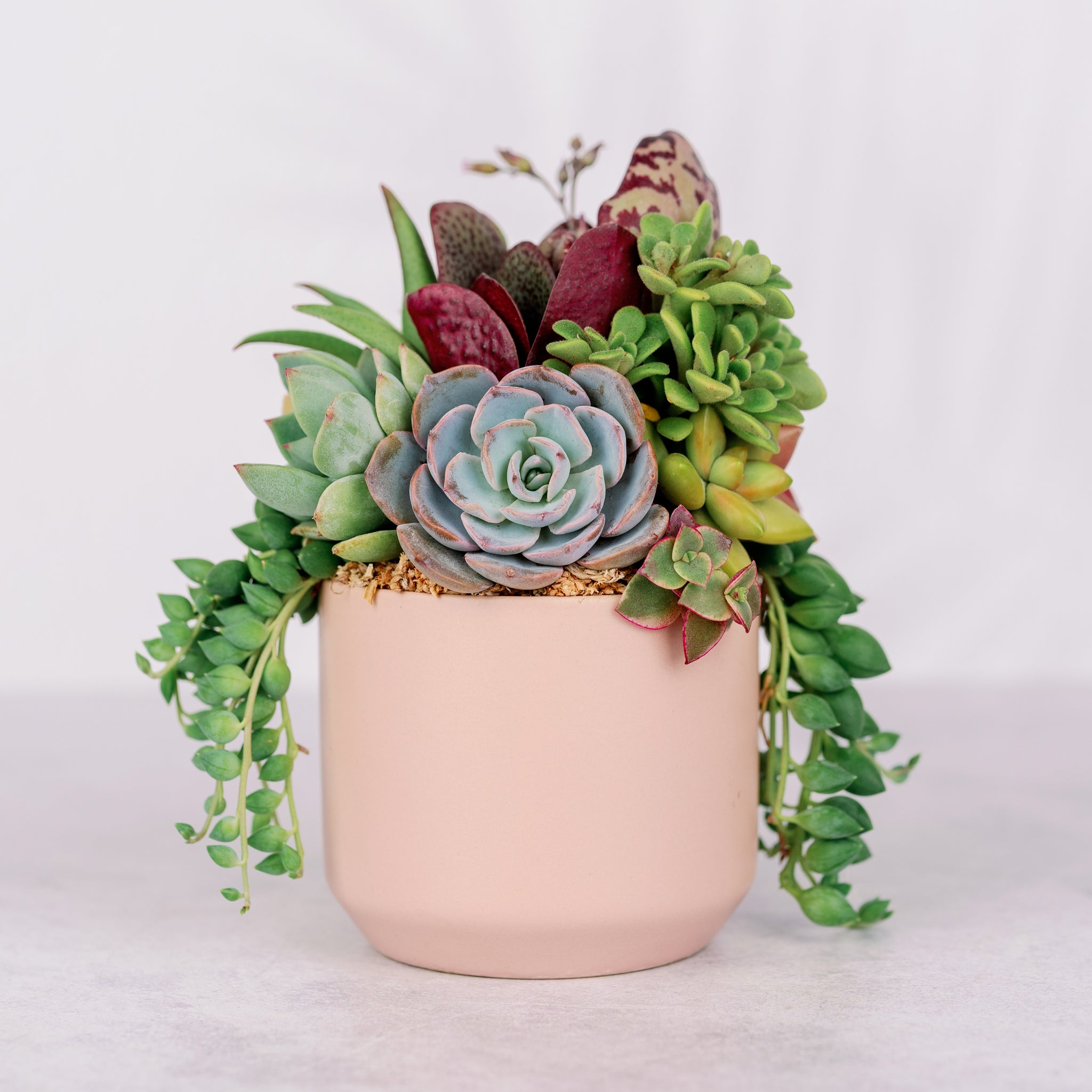 pink succulent pot Small Pink Succulent Arrangement Planter