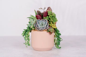 succulent plants with small pink flowers Small Pink Succulent Arrangement Planter