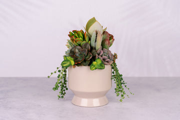 Succulent Arrangement in Tan Footed Ceramic Planter