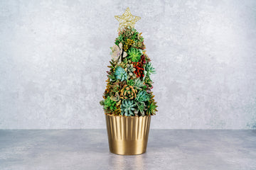 Living Succulent Christmas Tree, 23 Inch Tabletop Holiday Centerpiece