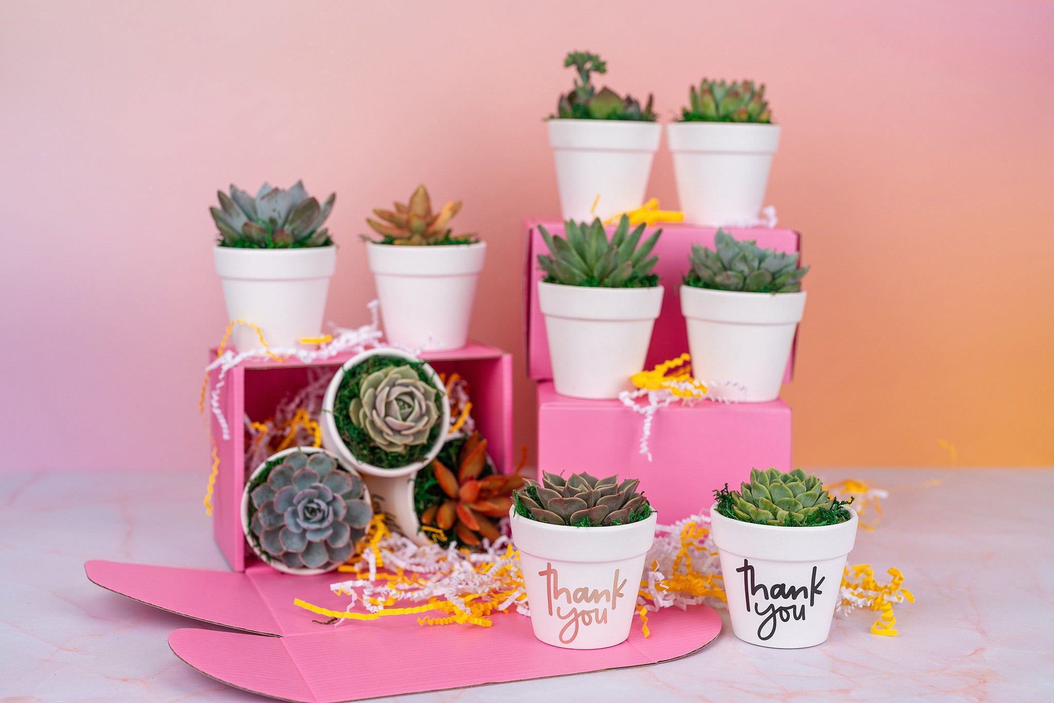 Thank You Succulent Party Favors QTY:8+