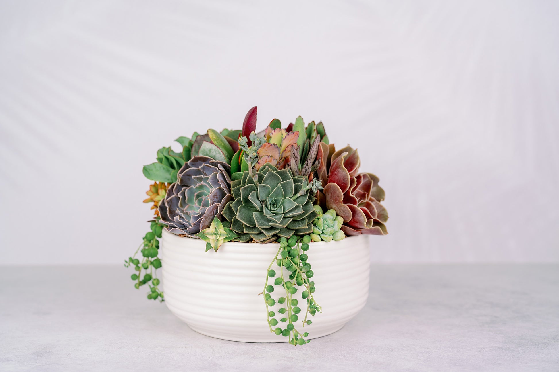 succulent dough bowl White Ceramic Bowl Succulent Arrangement Planter
