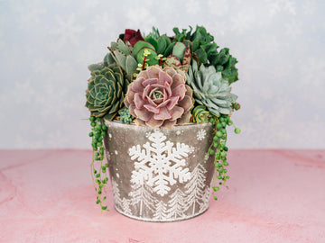 holiday succulent arrangements White Christmas Winter Holiday Succulent Planter Arrangement