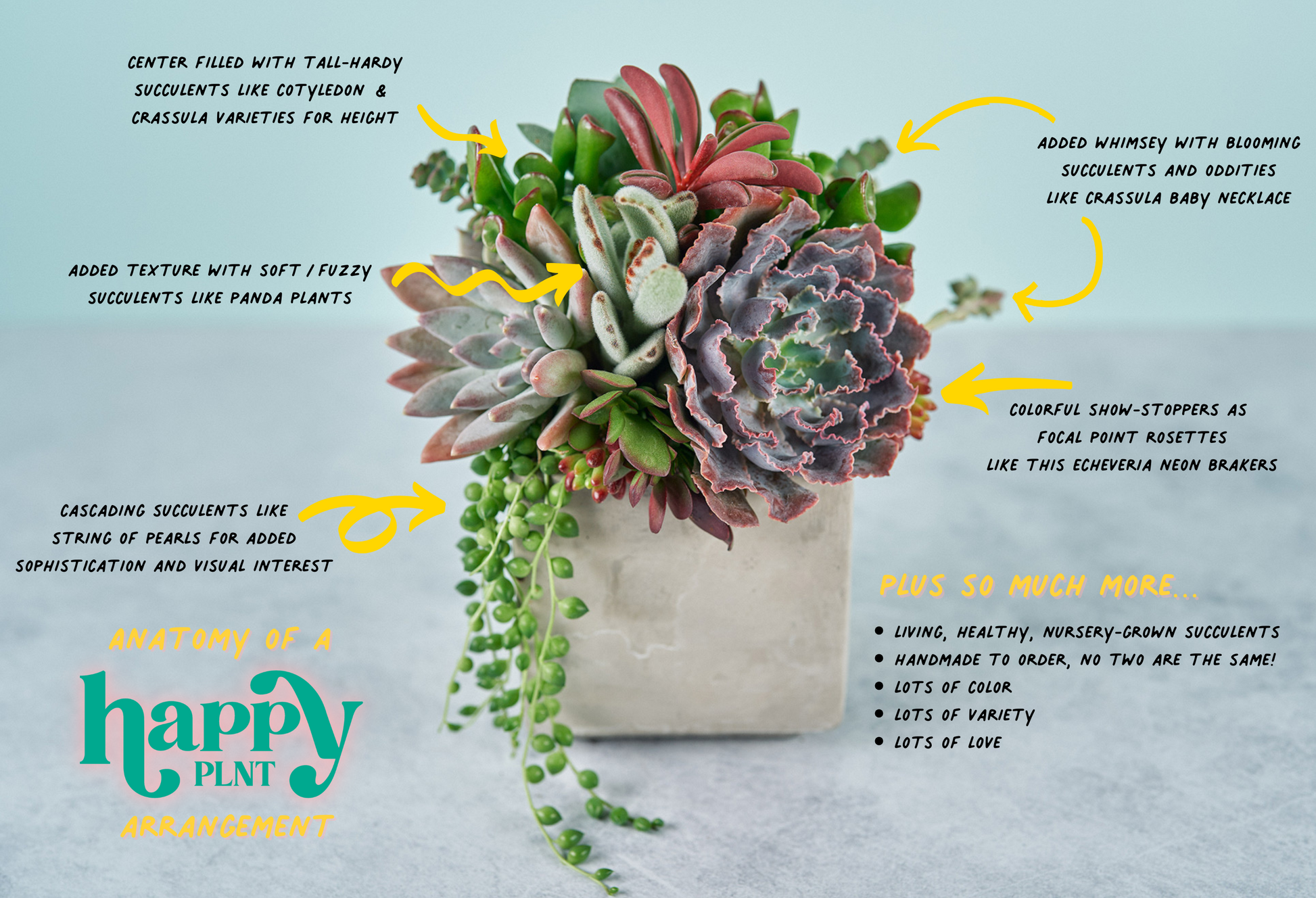 succulents by mail order Anza Succulent Living Arrangement