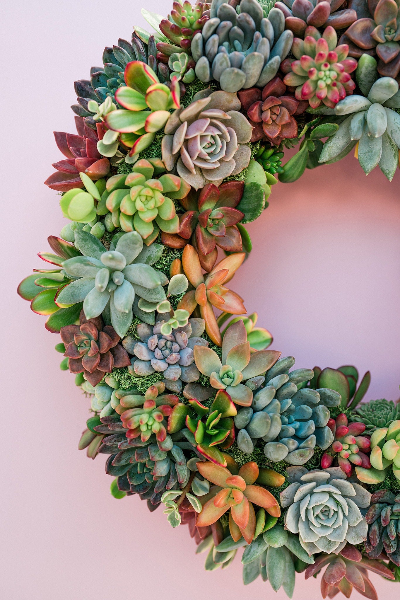 Succulent Moss Wreath Trimmed with Living Colorful Succulents
