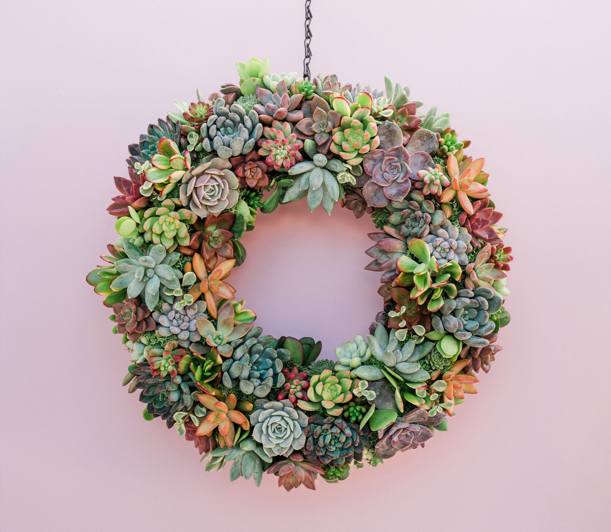 succulent moss wreath Succulent Moss Wreath Trimmed with Living Colorful Succulents