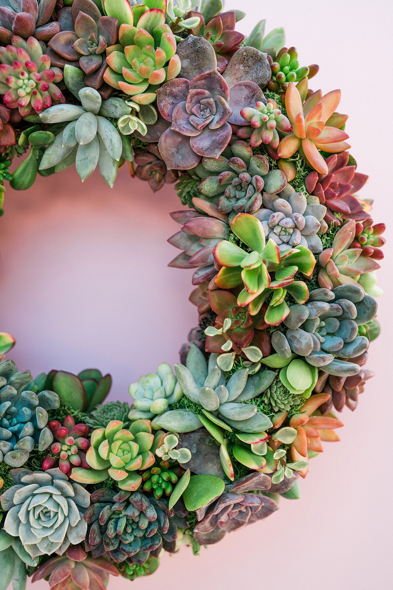 rainbow succulent wreath Succulent Moss Wreath Trimmed with Living Colorful Succulents