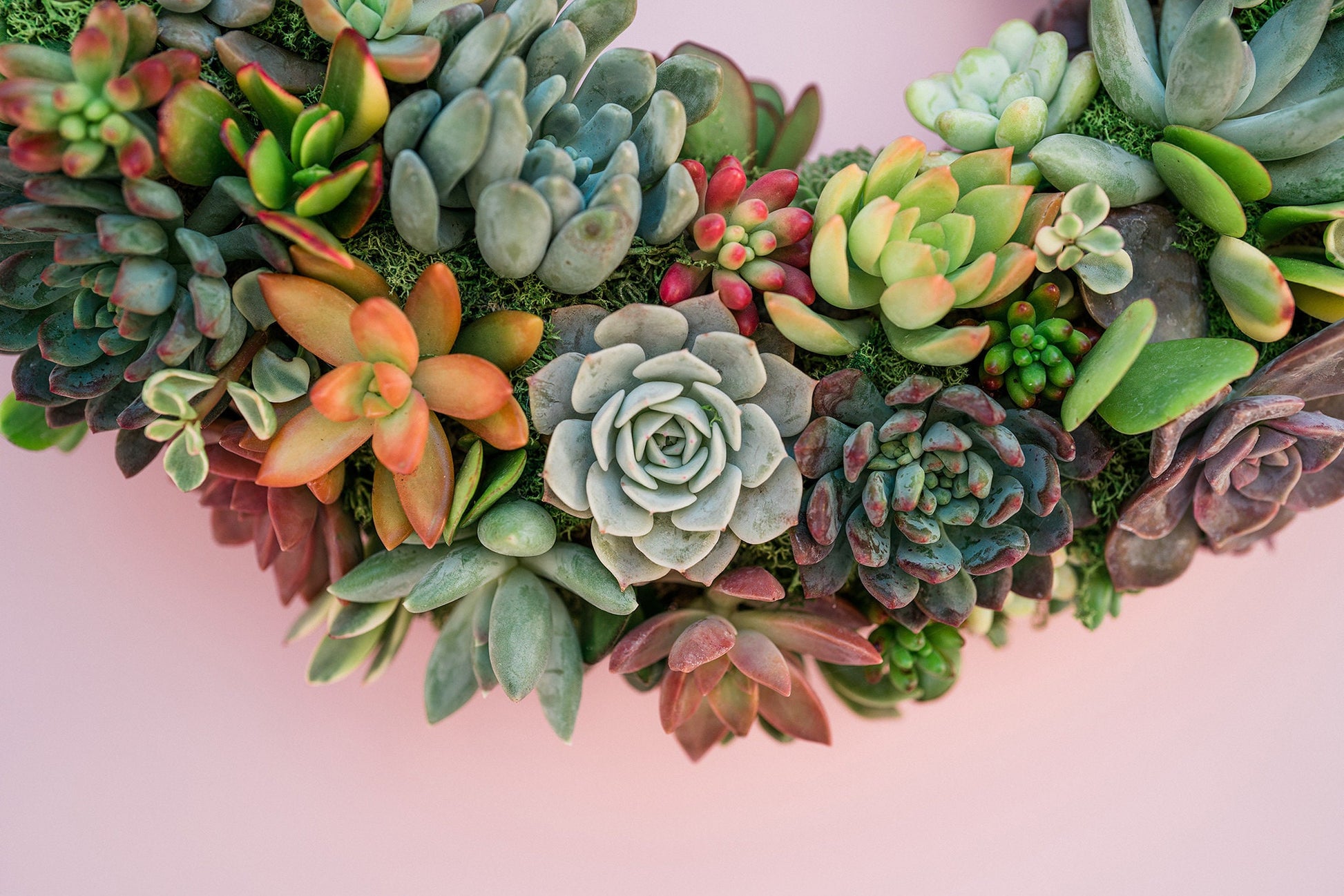 Succulent Moss Wreath Trimmed with Living Colorful Succulents
