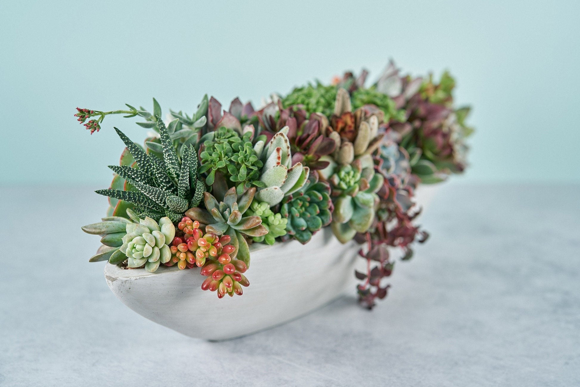 Side view of long cement succulent floral arrangement.