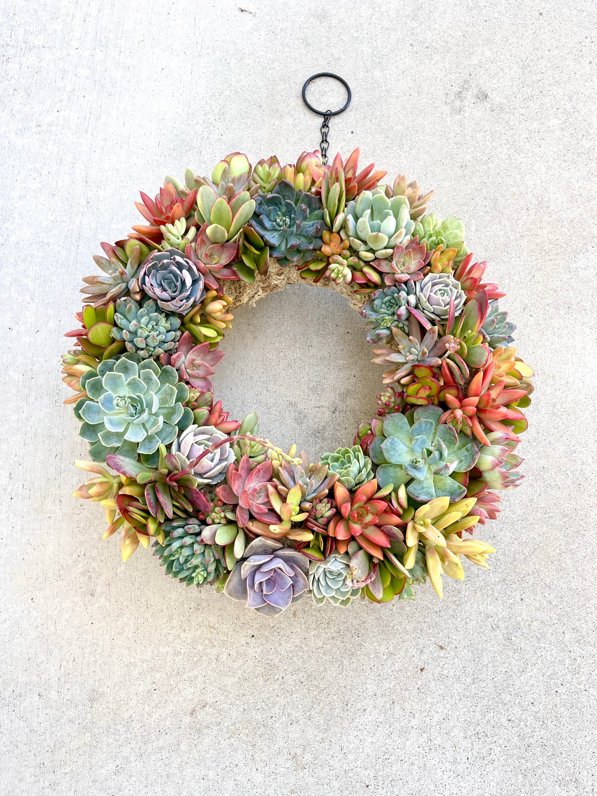 Succulent Moss Wreath Trimmed with Living Colorful Succulents