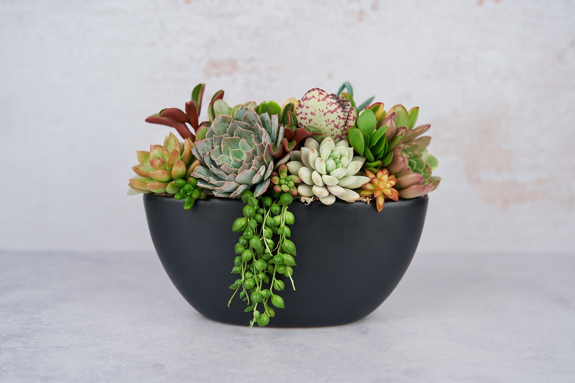 succulent in black pot Black Boat Succulent Arrangement Planter
