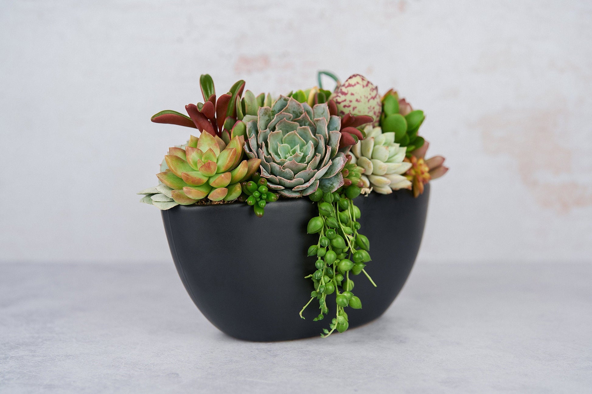 black and white succulent pots Black Boat Succulent Arrangement Planter