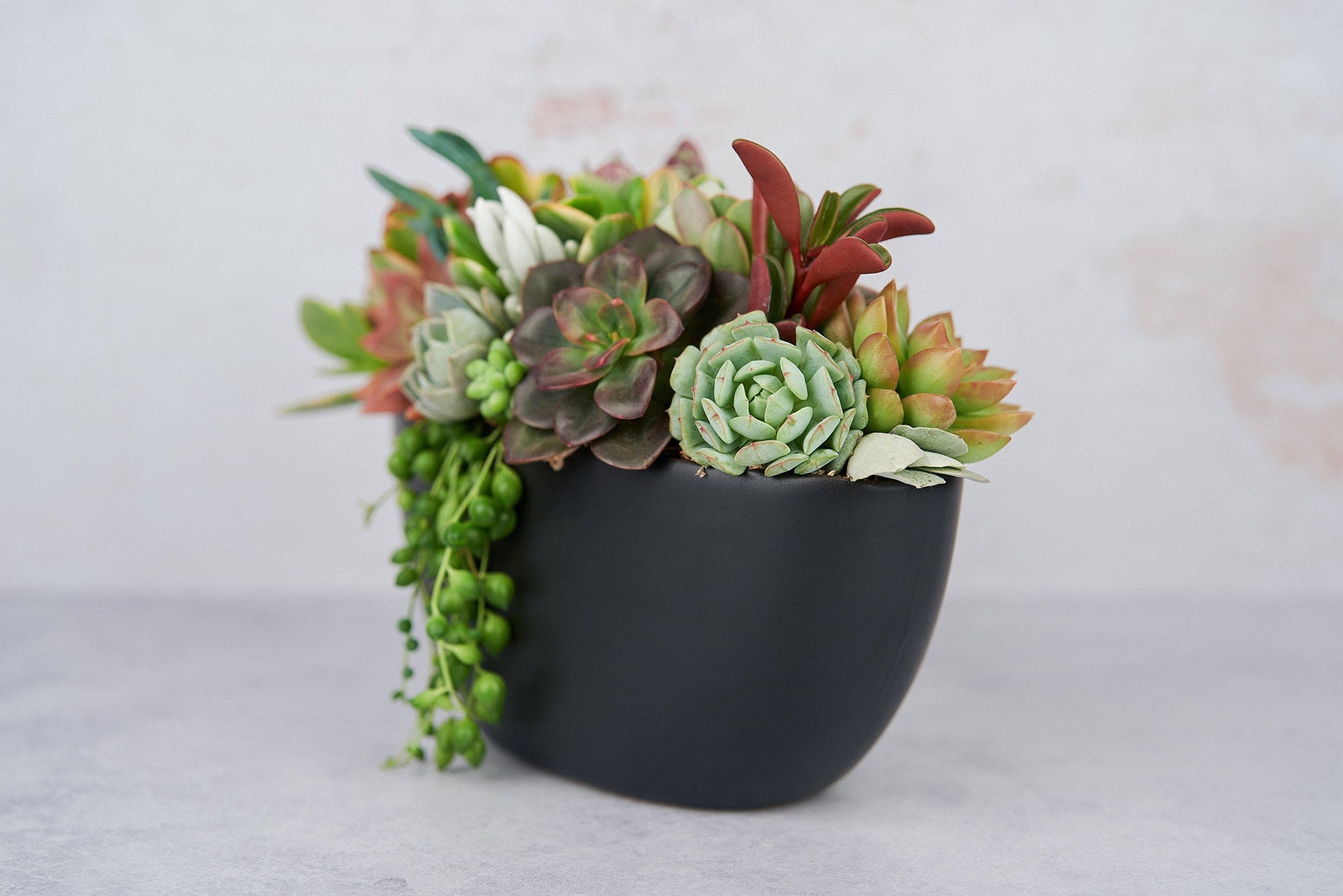 Black Boat Succulent Arrangement Planter: Modern Living Succulent Gift, Centerpiece for Weddings & Events, Housewarming Gift