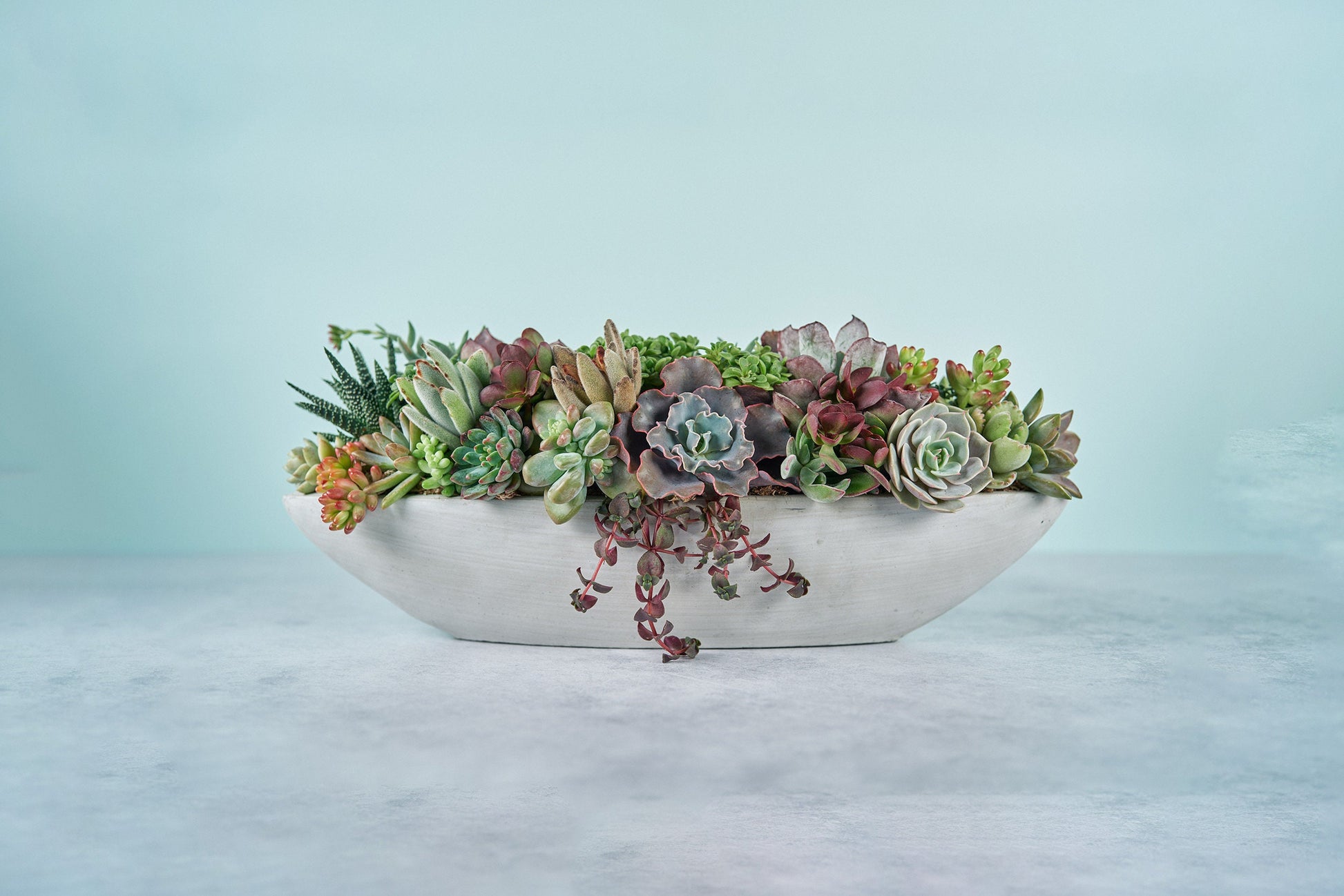 concrete planter succulent Long Cement Boat Succulent Arrangement Planter
