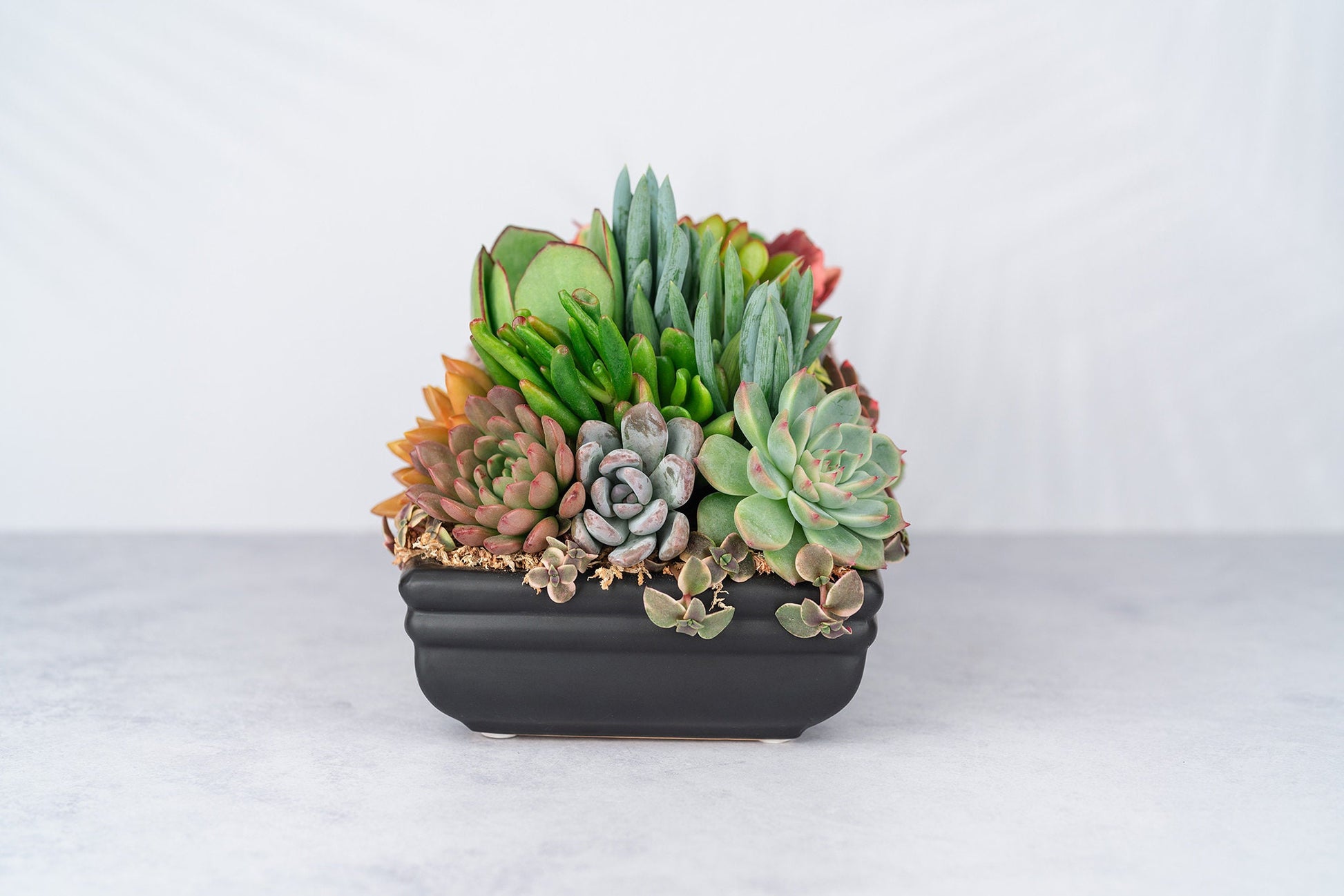 low profile plant pots Low Profile Black Succulent Arrangement Planter