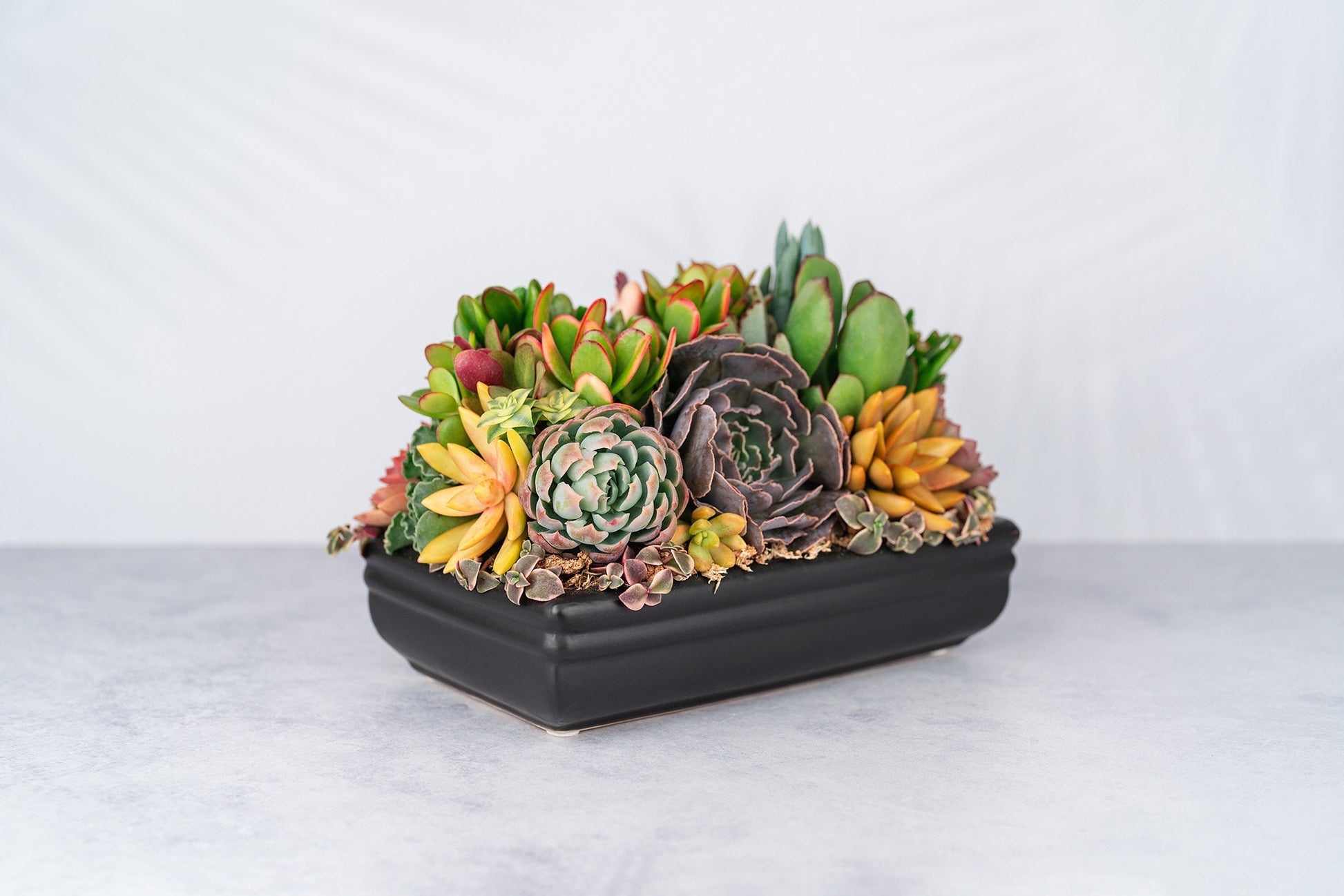 Low Profile Black Succulent Arrangement Planter