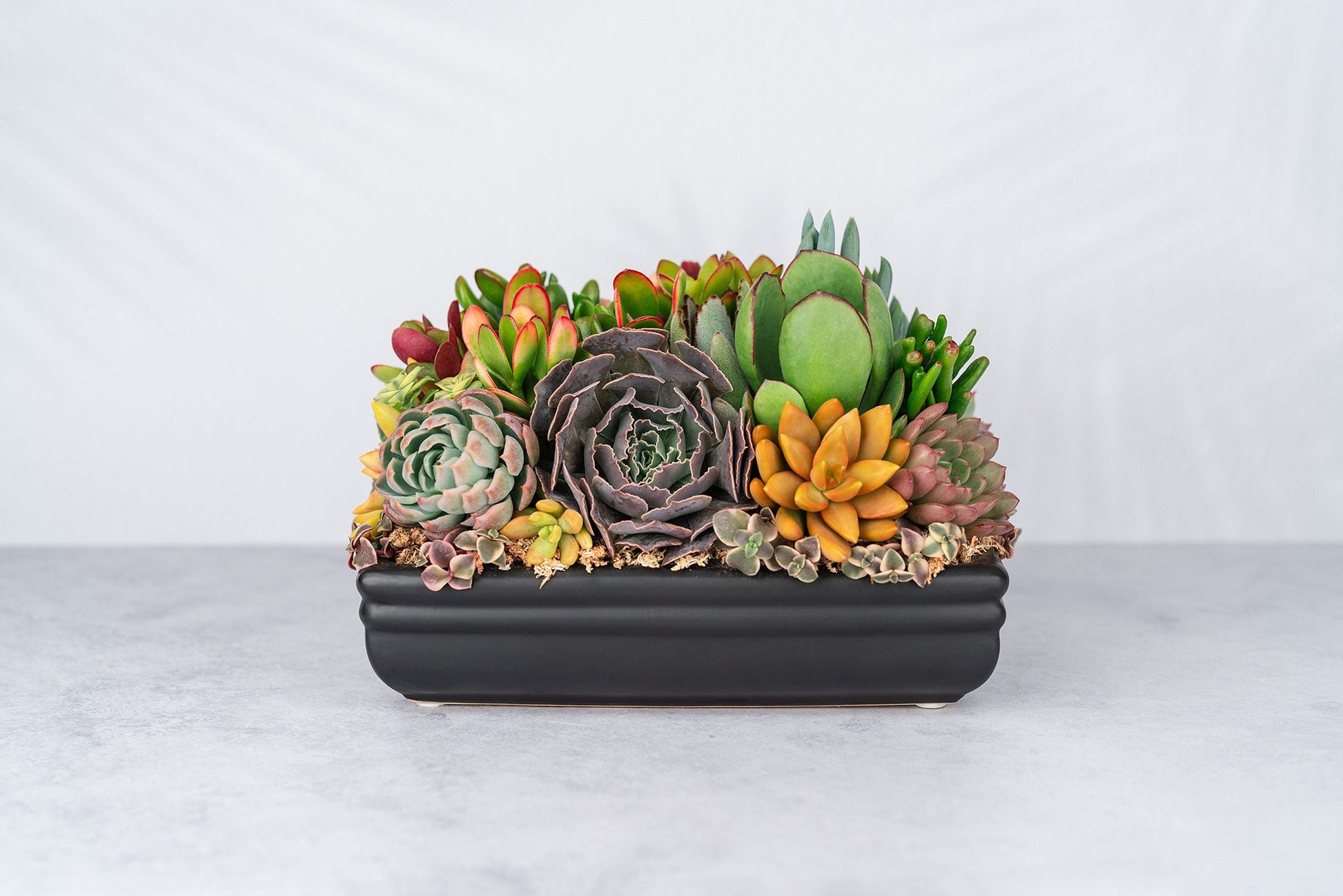 Low Profile Black Succulent Arrangement Planter