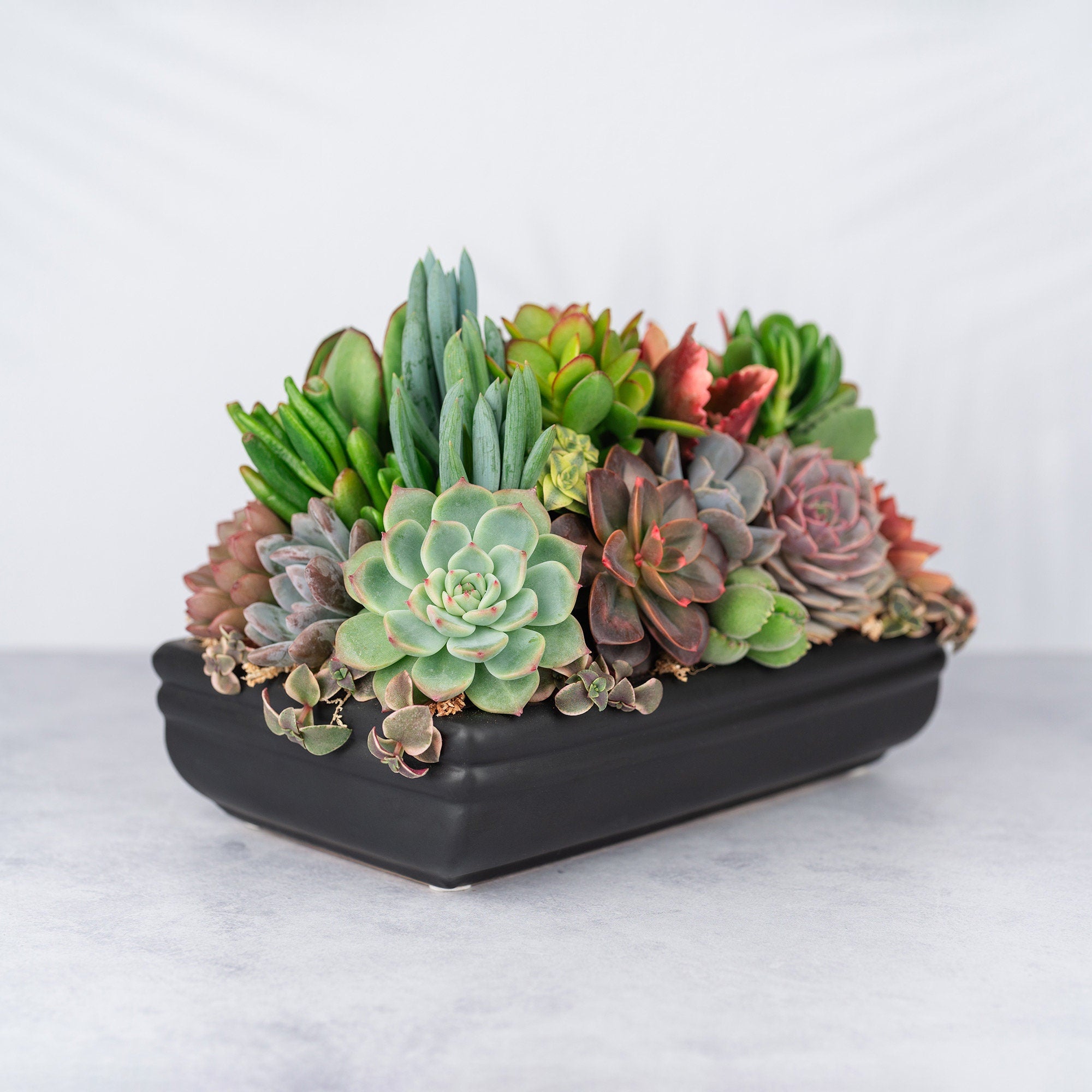 Low Profile Black Succulent Arrangement Planter