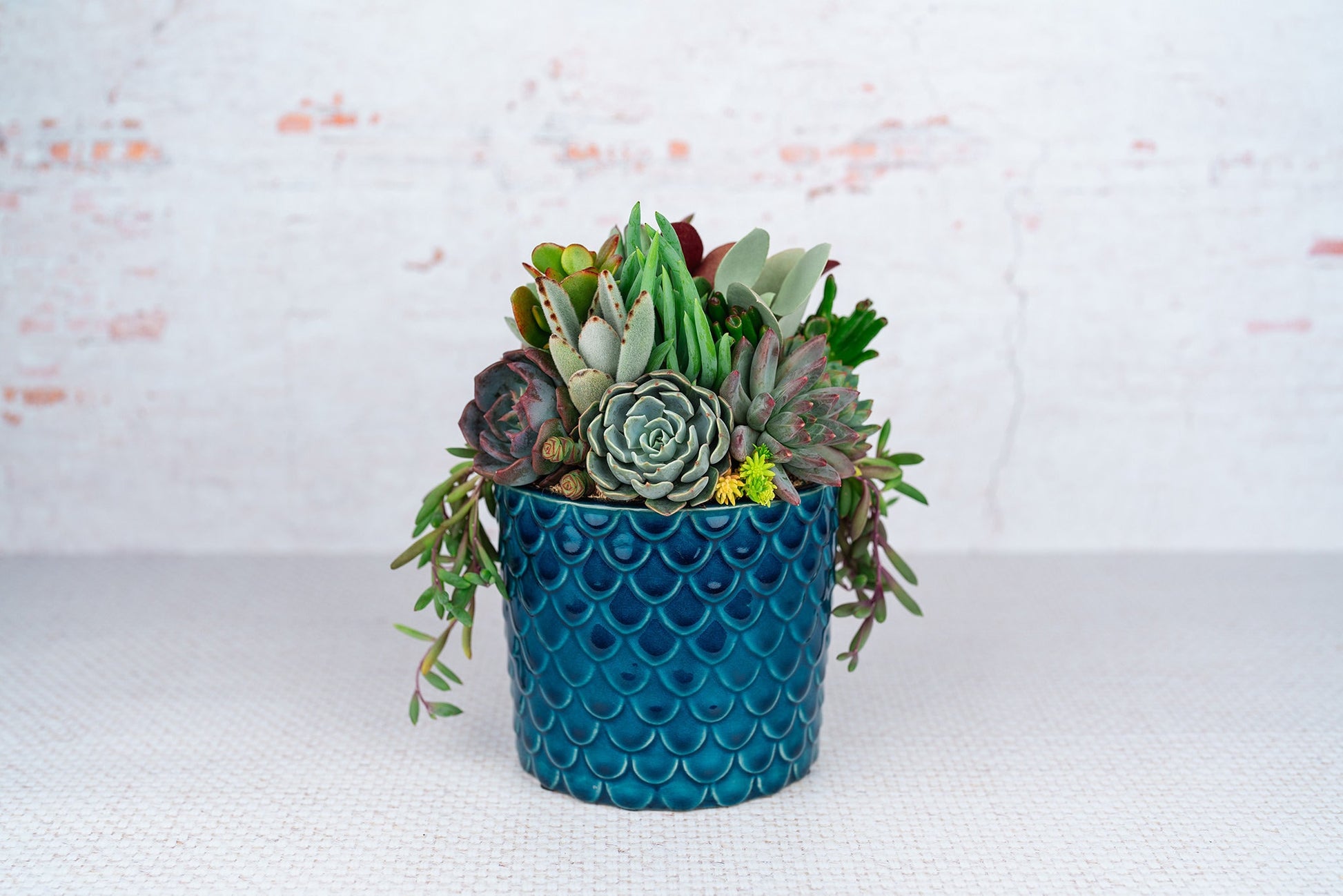Blue Scale Succulent Arrangement Planter: Modern Living Succulent Gift, Centerpiece for Weddings & Events, Housewarming Gift