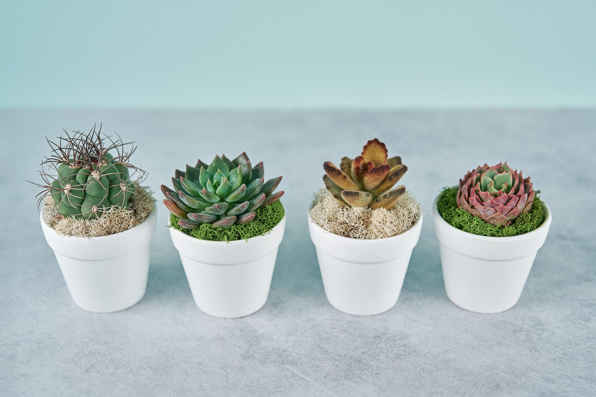 Happy Belated Birthday Succulent Gift Box | 3 Living Succulent Pots + Personalized Greeting Card